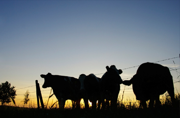 city-bank-ag-loans-livestock city-bank-ag-loans-livestock